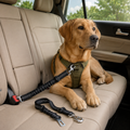 Elastic Pet Car Seat Belt in use with a harness